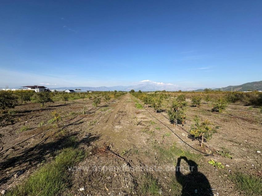 21500 M² Großer Granatapfelgarten In Eskiköy Zu Verkaufen