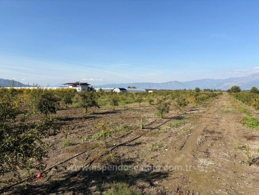 21500 M² Großer Granatapfelgarten In Eskiköy Zu Verkaufen