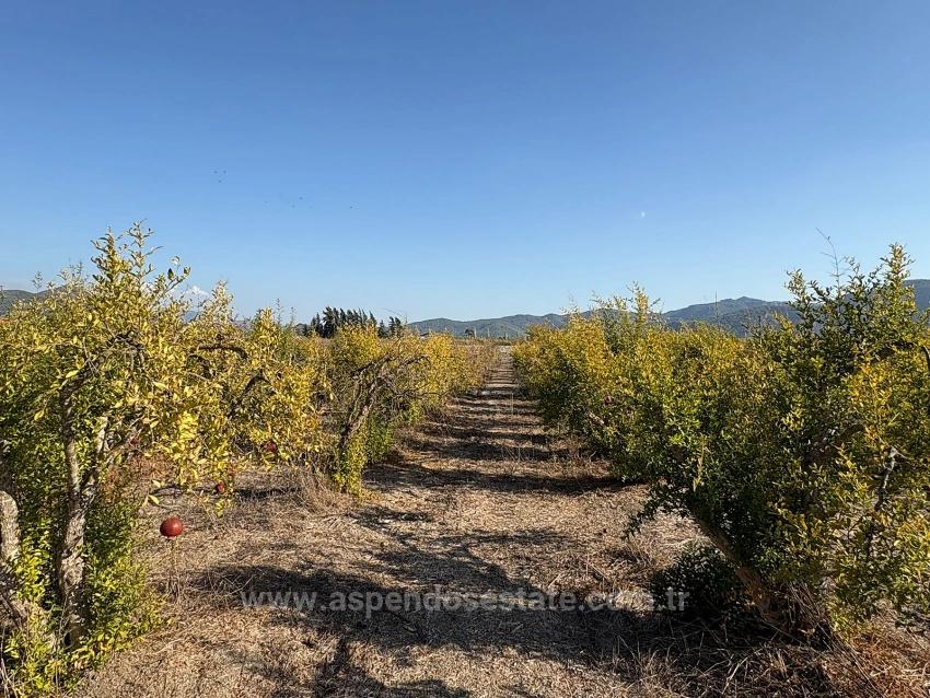 19.663 M² Ackerland Und Haus In Eskiköy