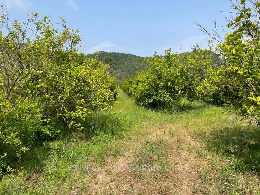 7800 M² Großes Grundstück Zum Verkauf In Gökbel, Neben Der Iztuzu Beach Road