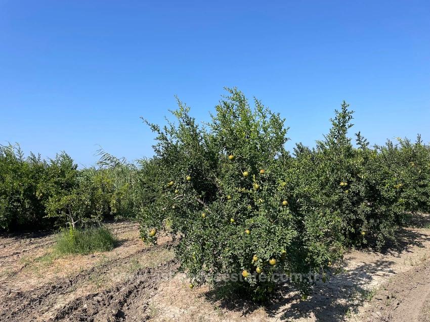 10.000 M² Großer Granatapfelgarten Zum Verkauf In Der Gegend Von Dalyan Arıkbaşı Gerendüzü.