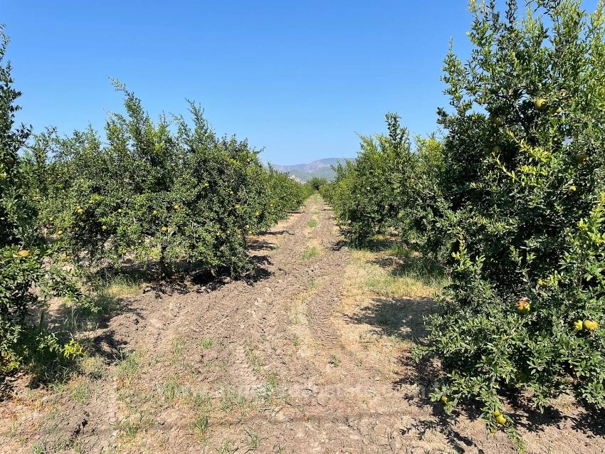 10.000 M² Großer Granatapfelgarten Zum Verkauf In Der Gegend Von Dalyan Arıkbaşı Gerendüzü.