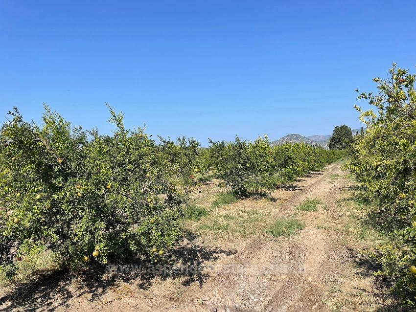 10.000 M² Großer Granatapfelgarten Zum Verkauf In Der Gegend Von Dalyan Arıkbaşı Gerendüzü.