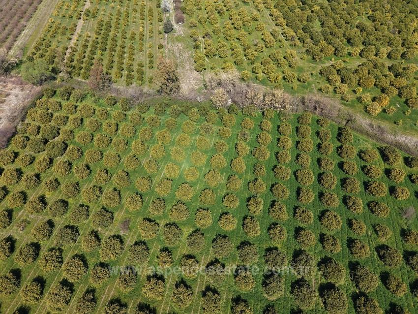 17.550 M2 Weinberg-Bahce Zum Verkauf In Der Nähe Des Dalyan Centers