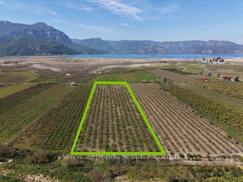 16.710 M² Granatapfelgarten Zum Verkauf Mit Seeblick In Eskiköy