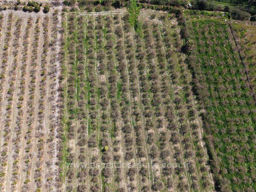 16.710 M² Granatapfelgarten Zum Verkauf Mit Seeblick In Eskiköy