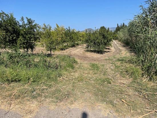 10.000 M² Großer Granatapfelgarten Zum Verkauf In Der Gegend Von Dalyan Arıkbaşı Gerendüzü.