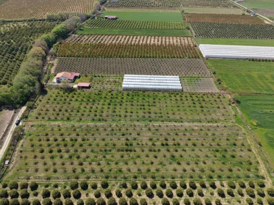 16.000 M² Großer Granatapfelgarten In Eskiköy Zu Verkaufen