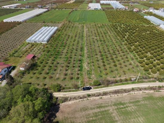 16.000 M² Großer Granatapfelgarten In Eskiköy Zu Verkaufen