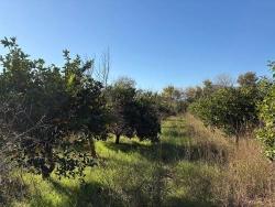 4.541 M² Großer Garten Zum Verkauf In Dalyan.