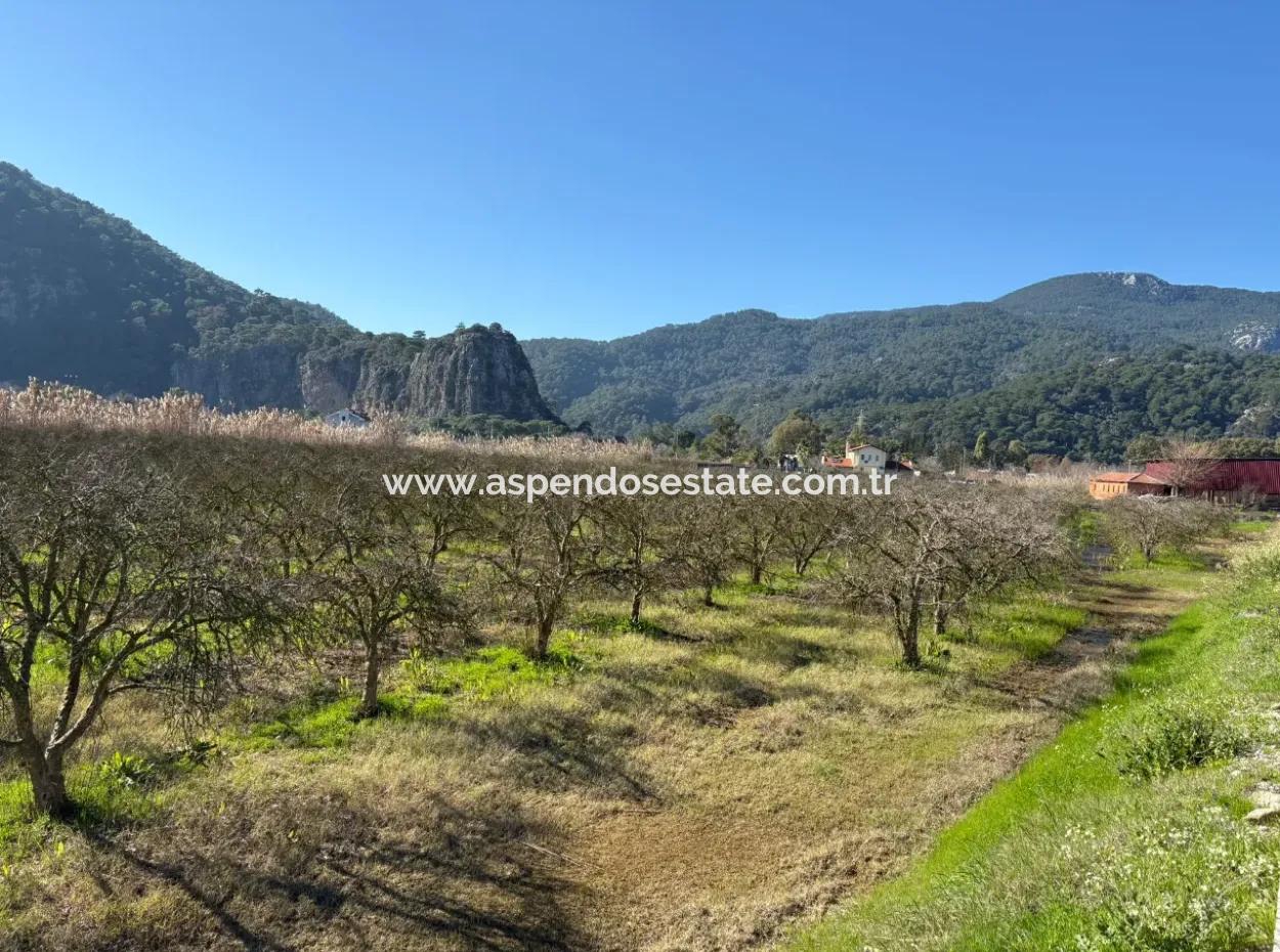 5985M2 5% Zoniertes Land Zum Verkauf In Dalyan Als Weinberggarten