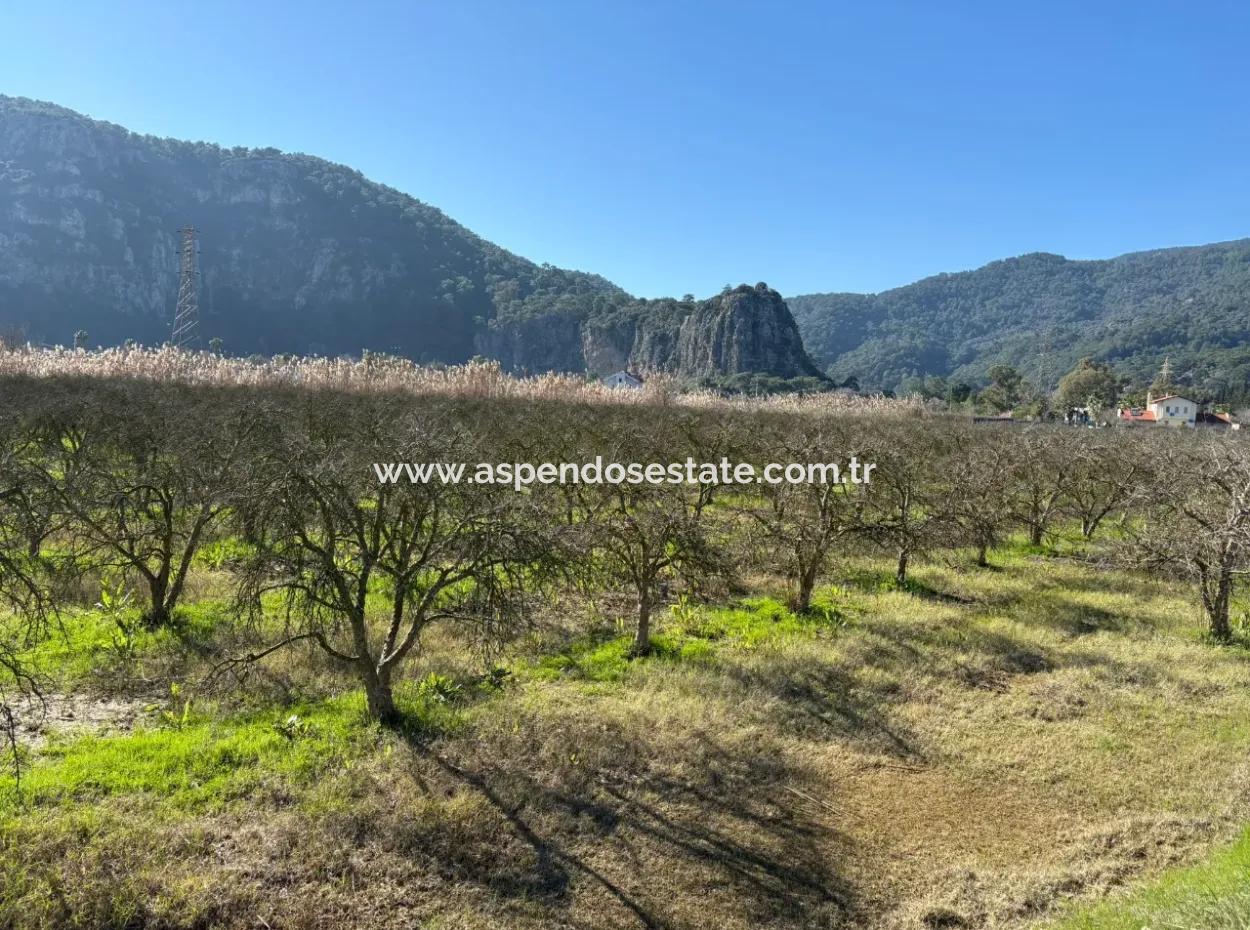 5985M2 5% Zoniertes Land Zum Verkauf In Dalyan Als Weinberggarten