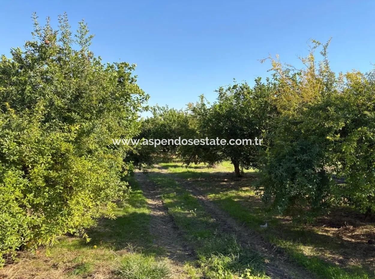 6150M2 Zitronen- Und Granatapfelgarten Zum Verkauf In Eskiköy