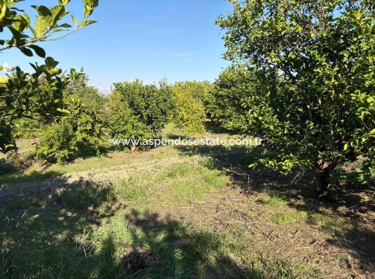 6150M2 Zitronen- Und Granatapfelgarten Zum Verkauf In Eskiköy