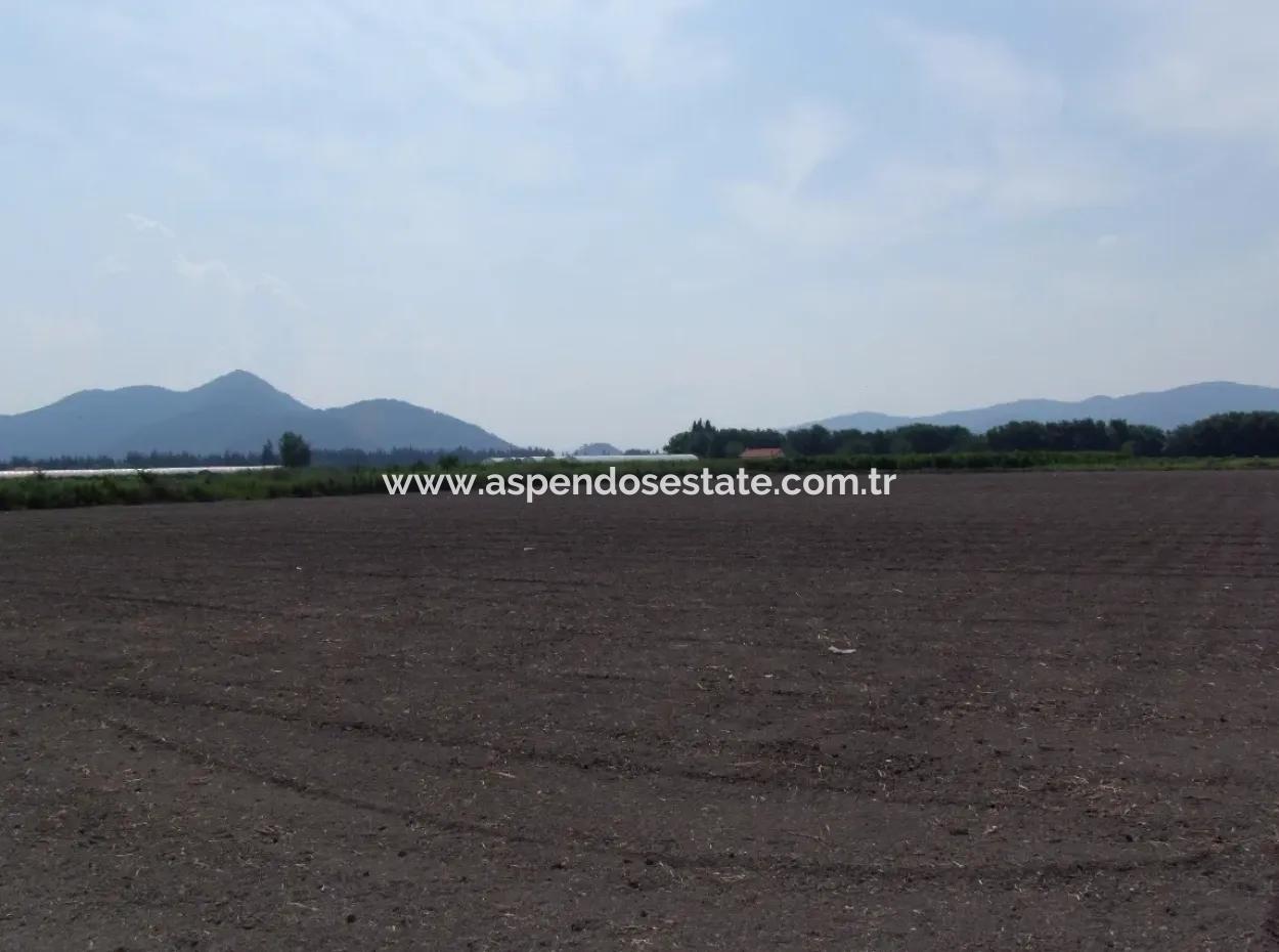 Bauernhof Zum Verkauf In Dalyan Eskikoy Eskikoy Oriya 14,900M2 Grundstück Zu Verkaufen Feld
