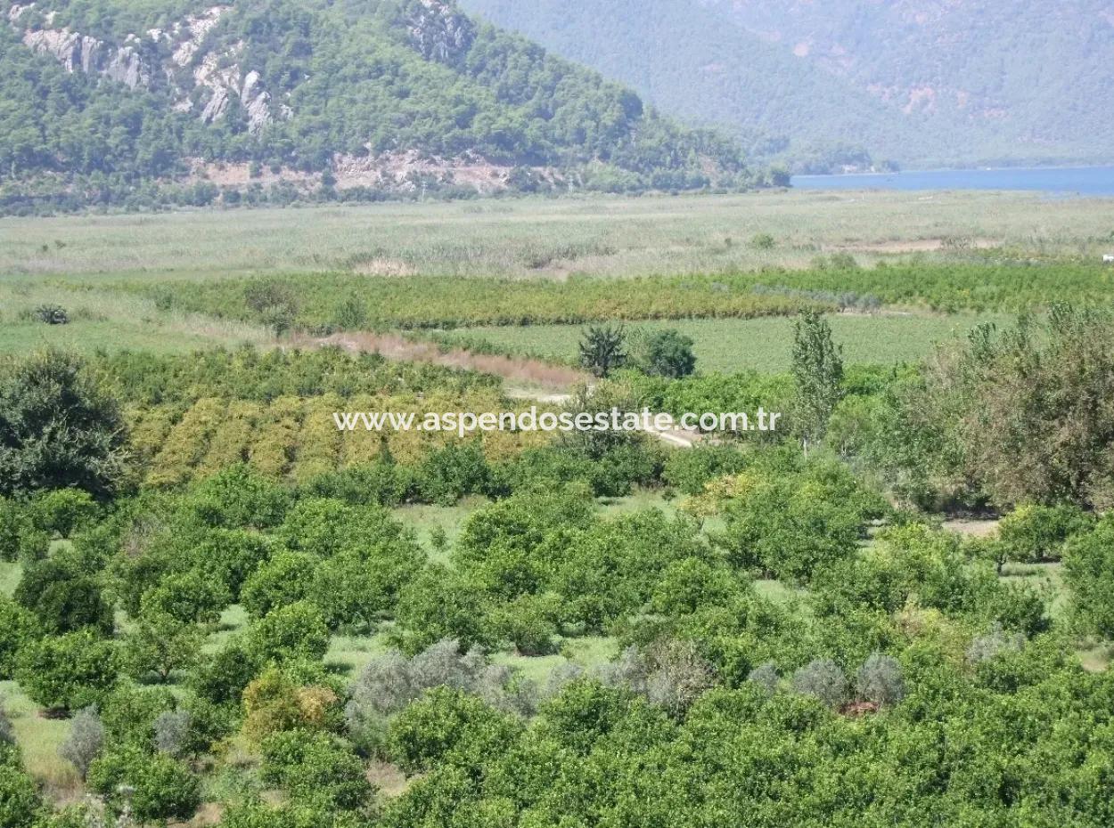 Bauernhof Zum Verkauf Bauernhof Zum Verkauf In Dalyan 73410M2
