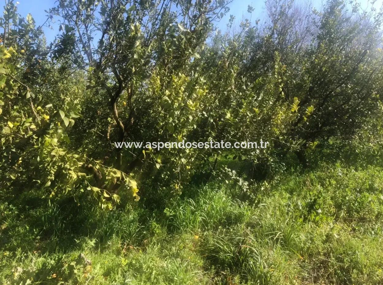 Raiders 803M2 Land Zum Verkauf In Plot Zum Verkauf