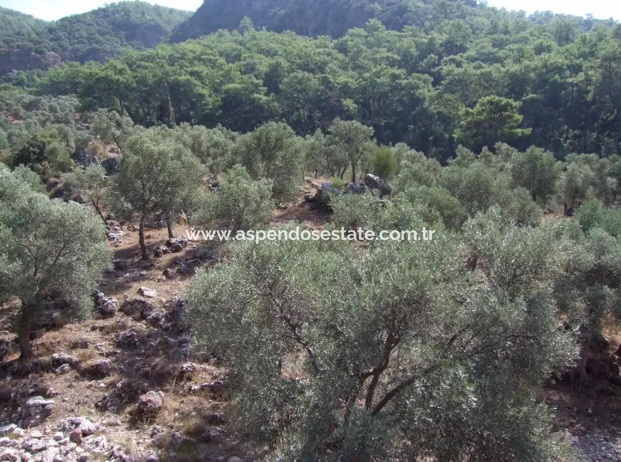 Mit Meerblick Zum Verkauf In Ekincik 5,391M2 Grundstück Zum Verkauf