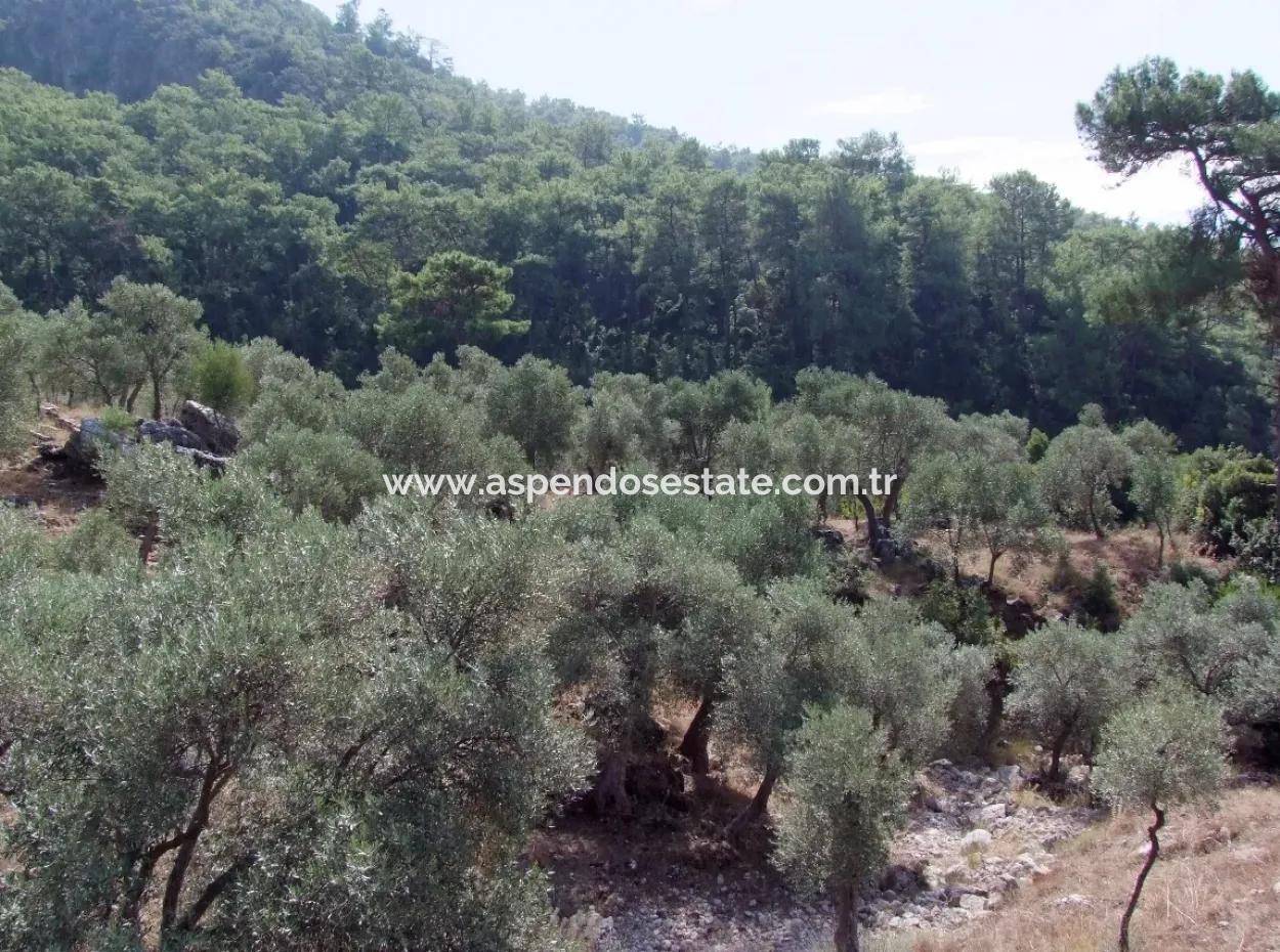 Mit Meerblick Zum Verkauf In Ekincik 5,391M2 Grundstück Zum Verkauf
