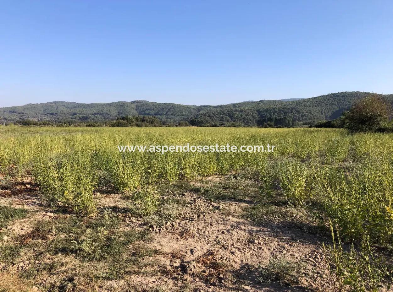 Field Zu Verkaufen In Ak'apinar 100 Acres Zu Verkaufen