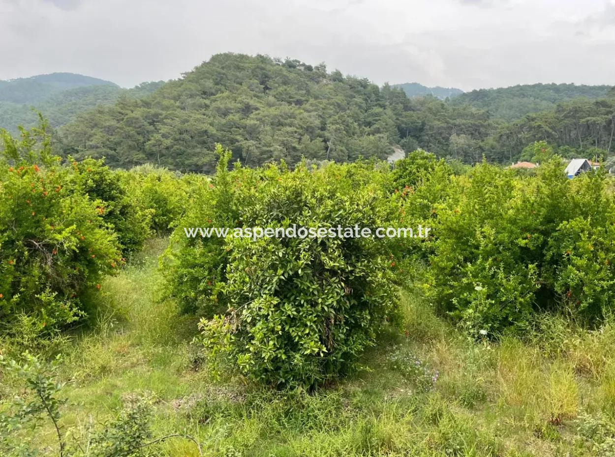 Gökbelde 14.000M2 Feld Zu Verkaufen