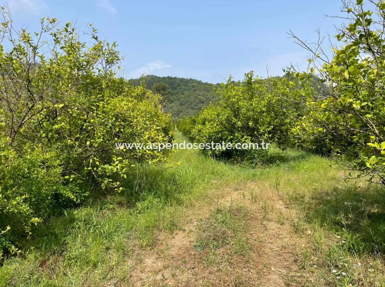 7800M2 Grundstück Zum Verkauf Am Anfang Der Strandstraße Iztuzu In Gökbel