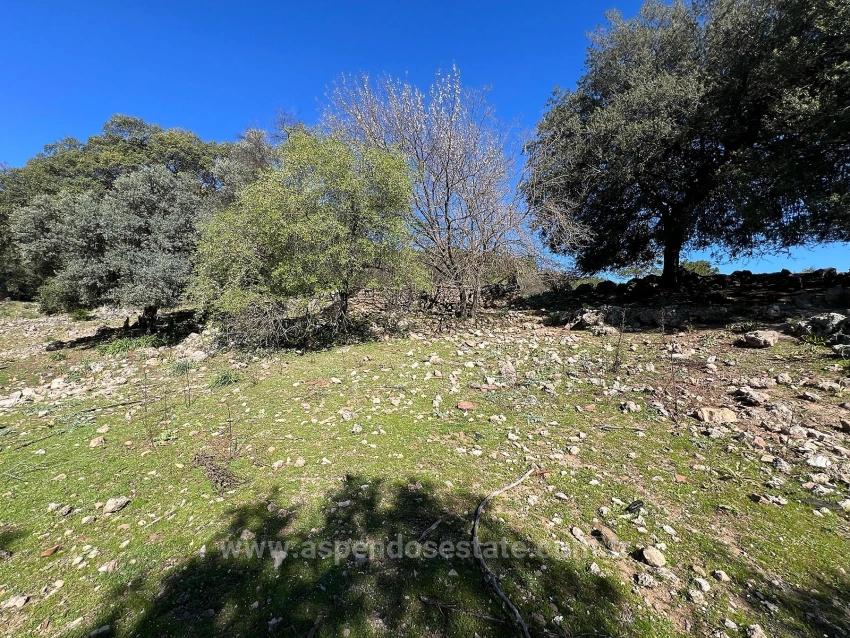Land For Sale In Gökbel, Surrounded By Nature And Forest.