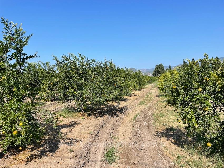 10,000 M² Pomegranate Orchard For Sale In Dalyan Arıkbaşı Gerendüzü Area.
