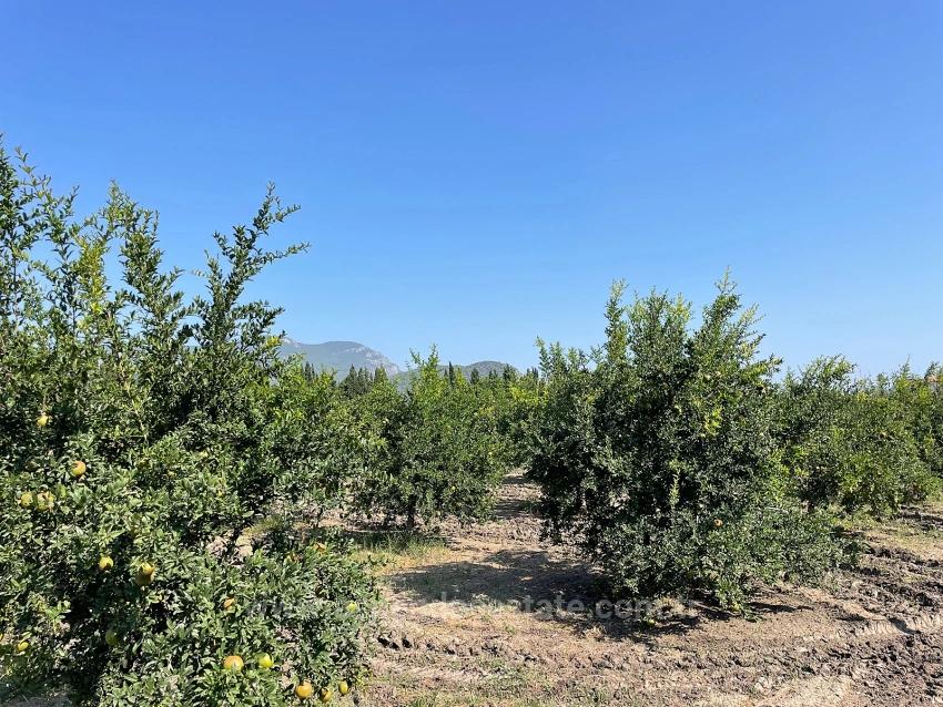 10,000 M² Pomegranate Orchard For Sale In Dalyan Arıkbaşı Gerendüzü Area.