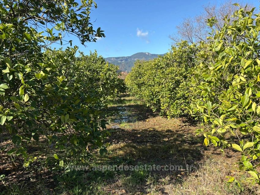 Lemon Orchard For Sale In Dalyan, 16,500 M²