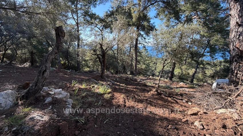 2B Field Of 5715M2 For Sale With Full Sea View In Çandır