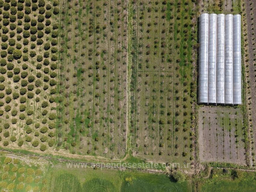 16,000 M² Pomegranate Orchard For Sale In Eskiköy