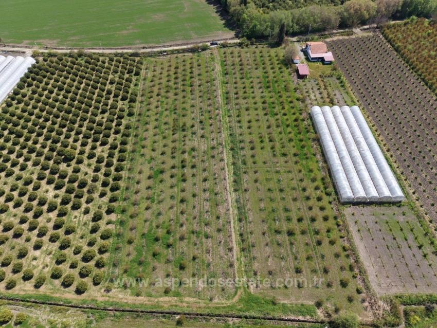16,000 M² Pomegranate Orchard For Sale In Eskiköy