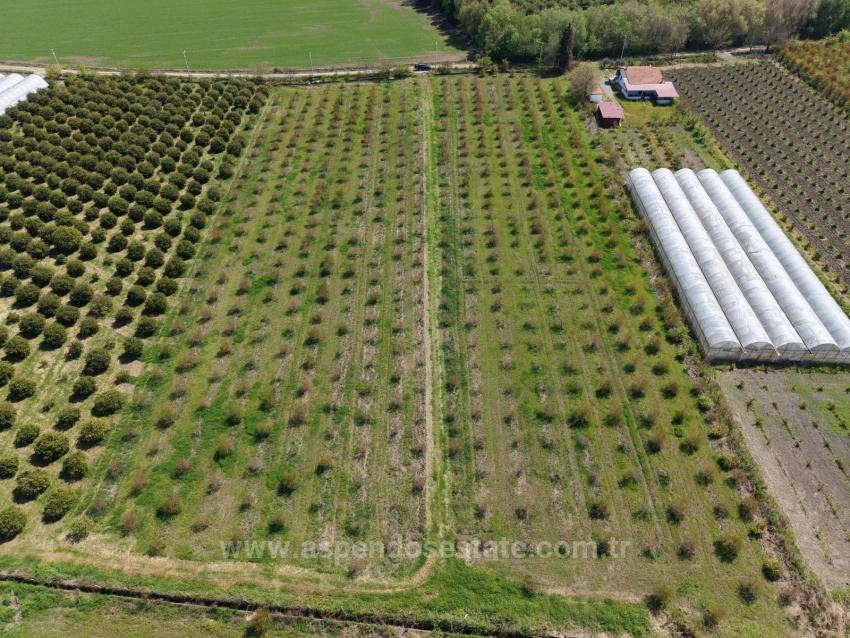 16,000 M² Pomegranate Orchard For Sale In Eskiköy