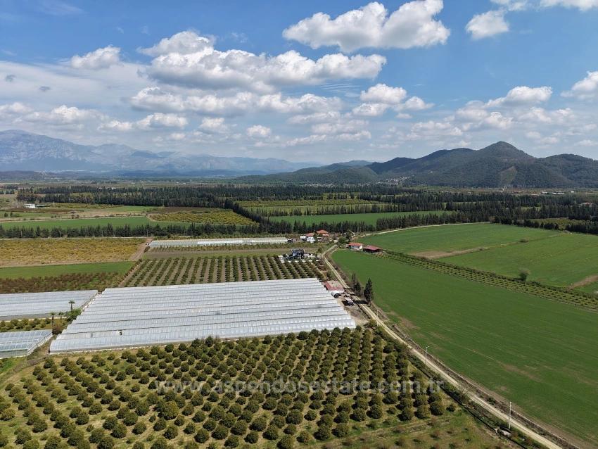 16,000 M² Pomegranate Orchard For Sale In Eskiköy