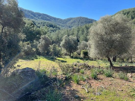 Land For Sale In Gökbel, Surrounded By Nature And Forest.