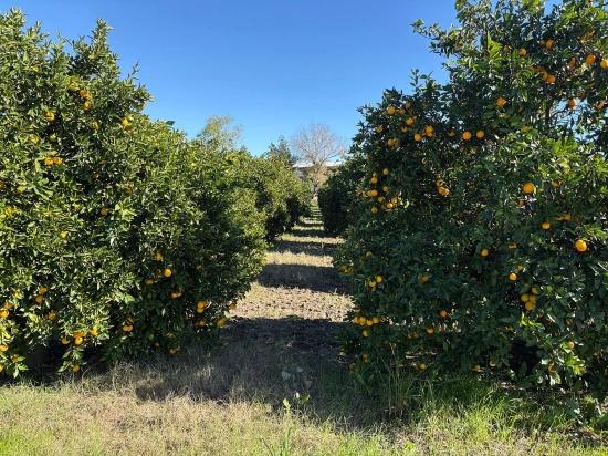 Land For Sale In Ekşiliyurt, With Zoning Permit, Within A 1085M2 Built-Up Area.