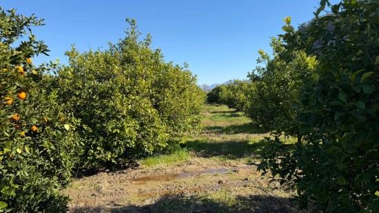 2.218M2 Land For Sale In Okçular Marmarlı