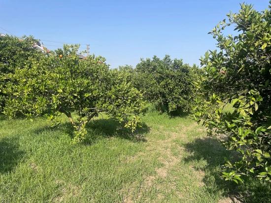 722m2 Land For Sale In Dalyan Gülpınar