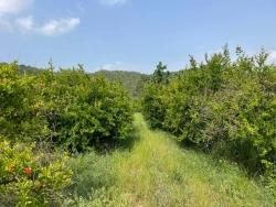 7800M2 Land For Sale In Gökbel, Next To Iztuzu Beach Road
