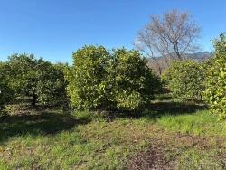 Lemon Orchard For Sale In Dalyan, 16,500 M²