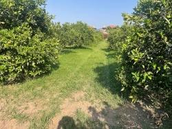 722M2 Land For Sale In Dalyan Gülpınar