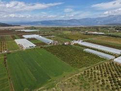 16,000 M² Pomegranate Orchard For Sale In Eskiköy
