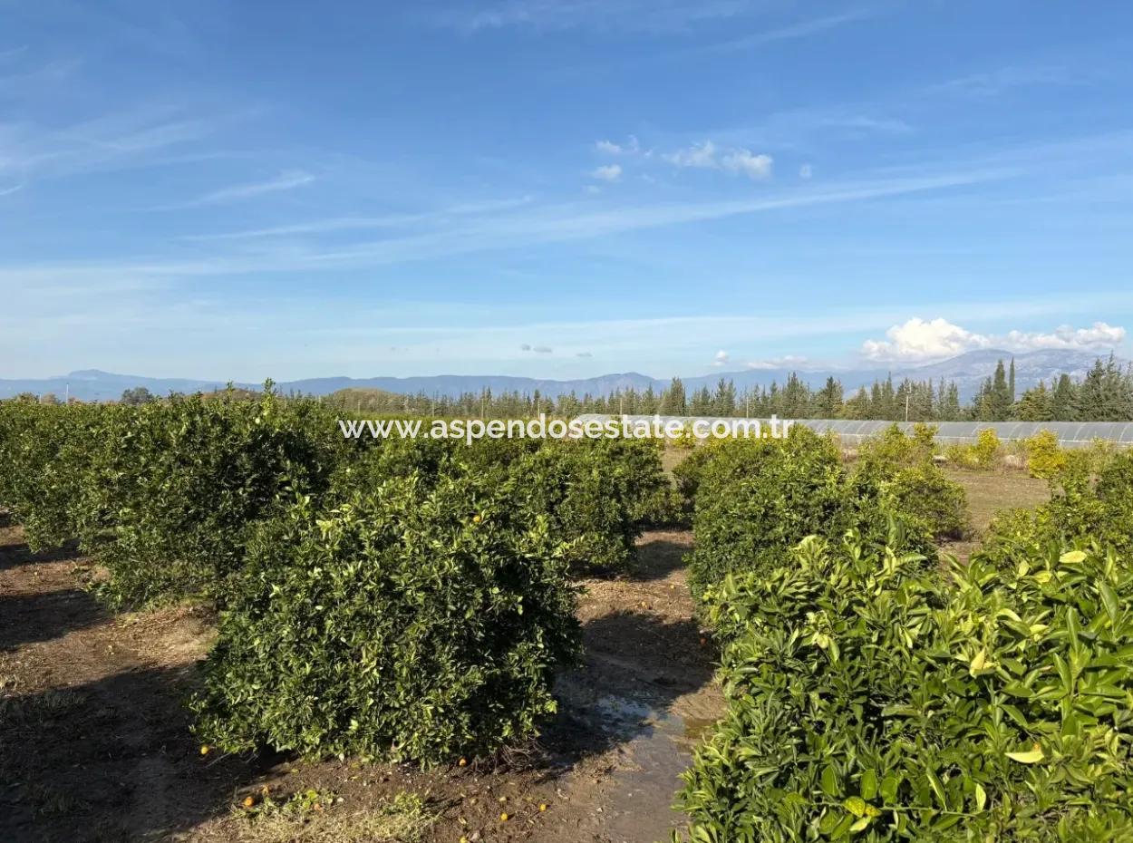 4 1 Villas For Sale In 14.136 M2 Field In Eskiköy