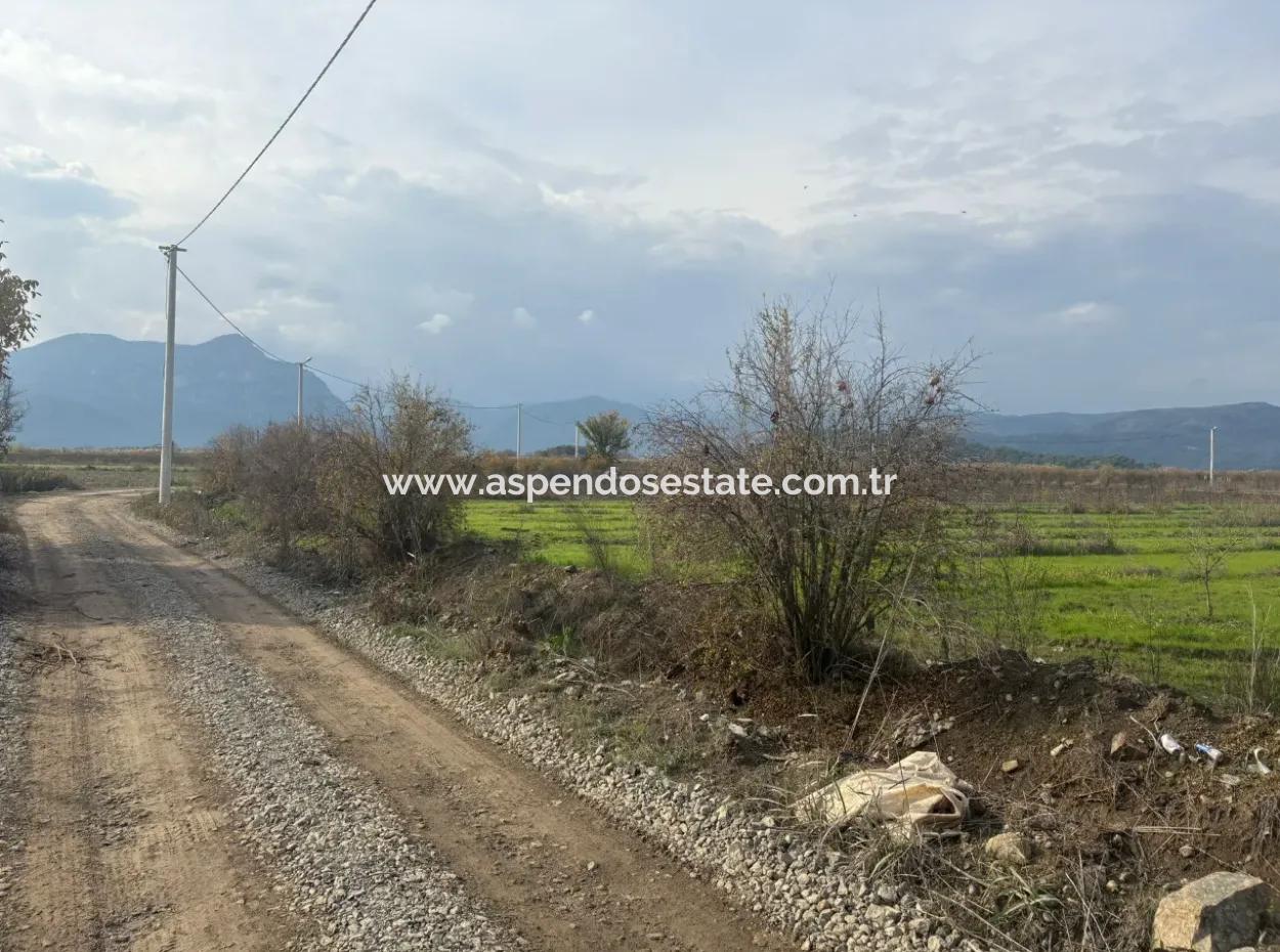 Single Title Deed 5617M2 Lemon Orchard For Sale In Tepearası