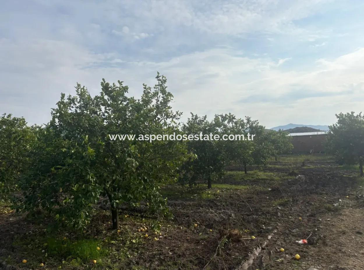 Single Title Deed 5617M2 Lemon Orchard For Sale In Tepearası