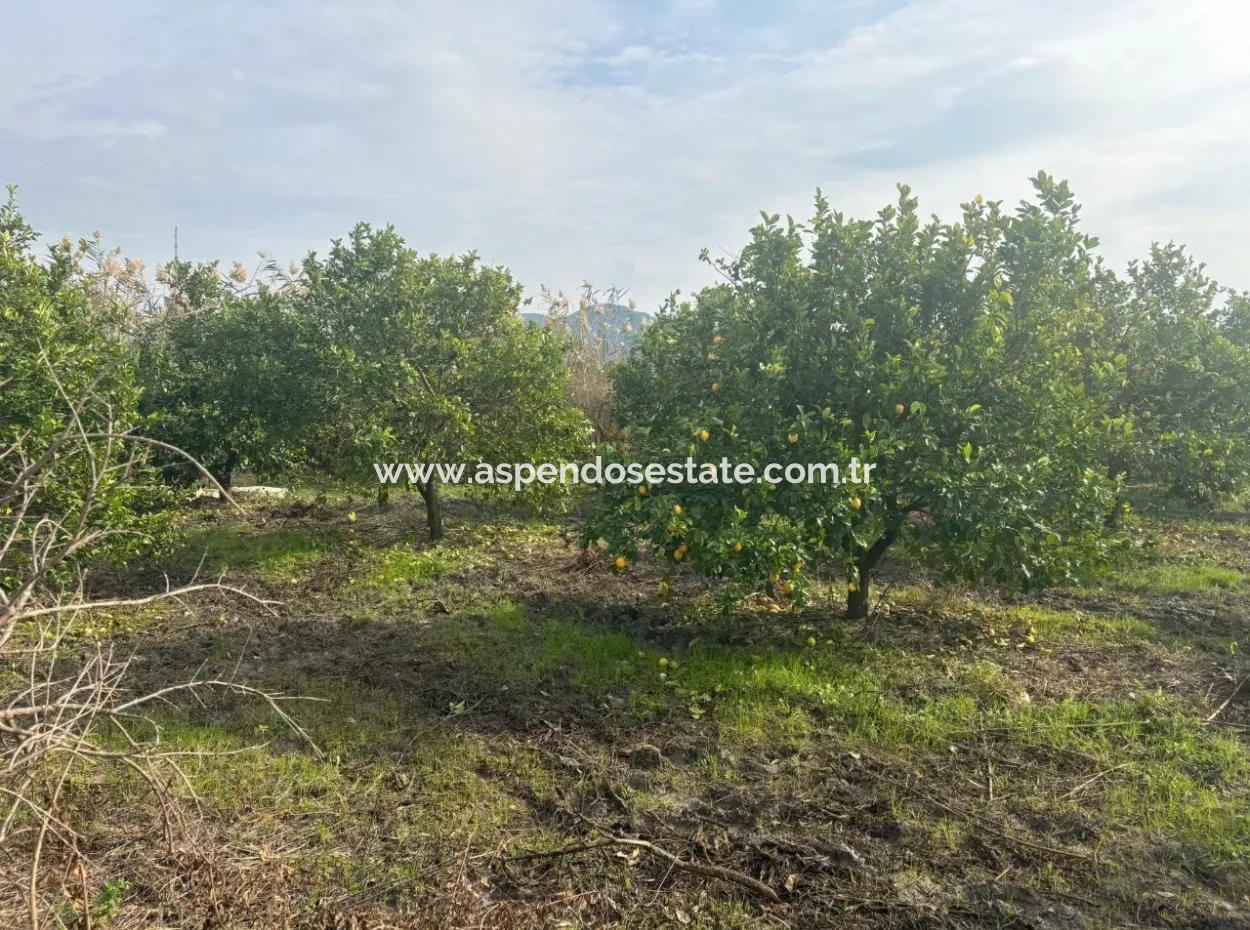 Single Title Deed 5617M2 Lemon Orchard For Sale In Tepearası
