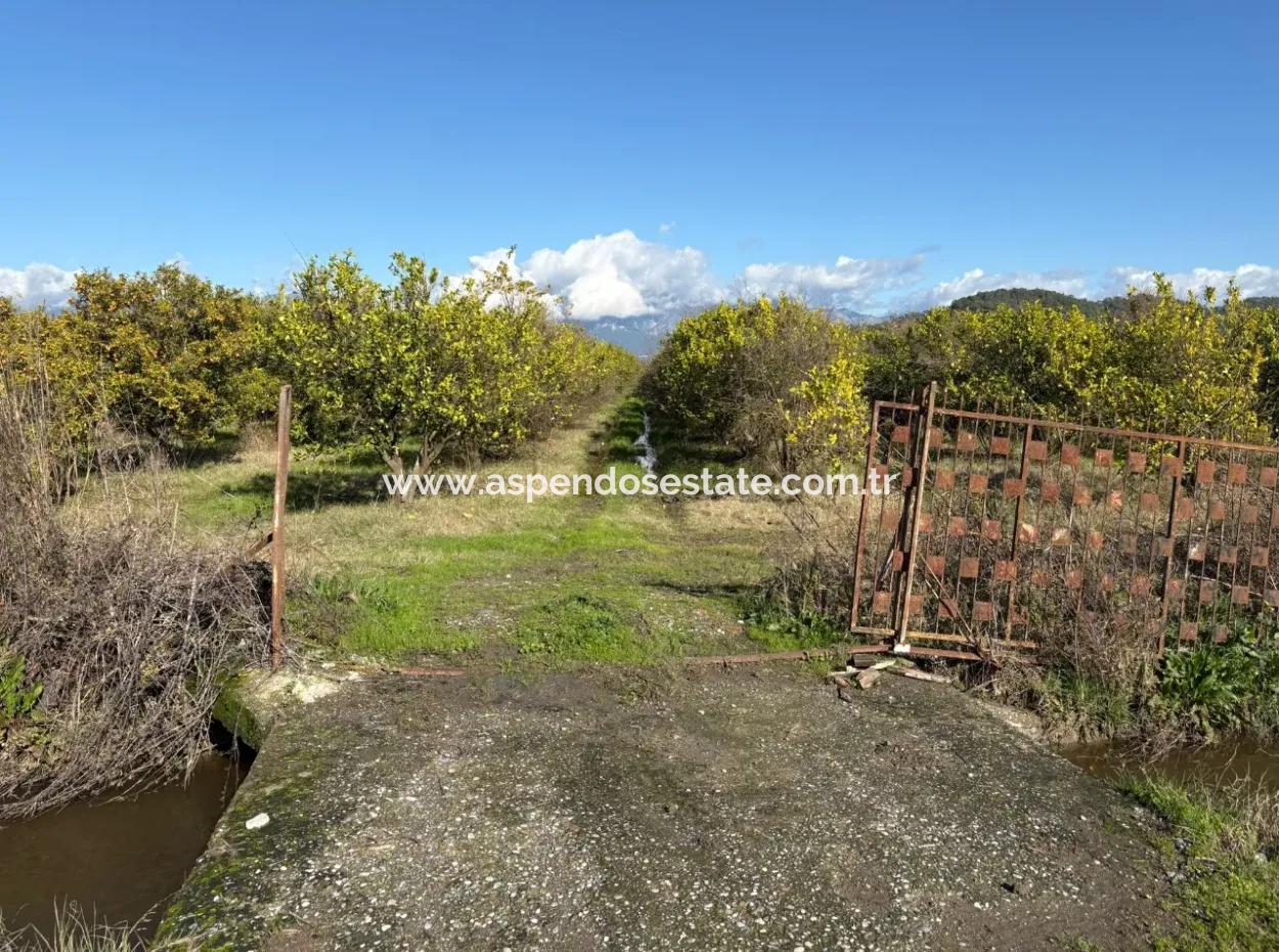 23,000M2 Detached Field Garden For Sale In Tepearasin,