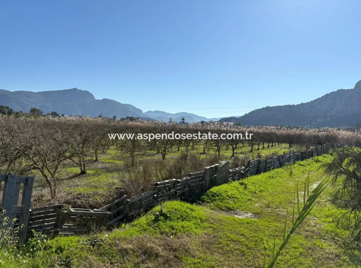5985M2 5% Zoned Land For Sale In Dalyan As Vineyard Garden