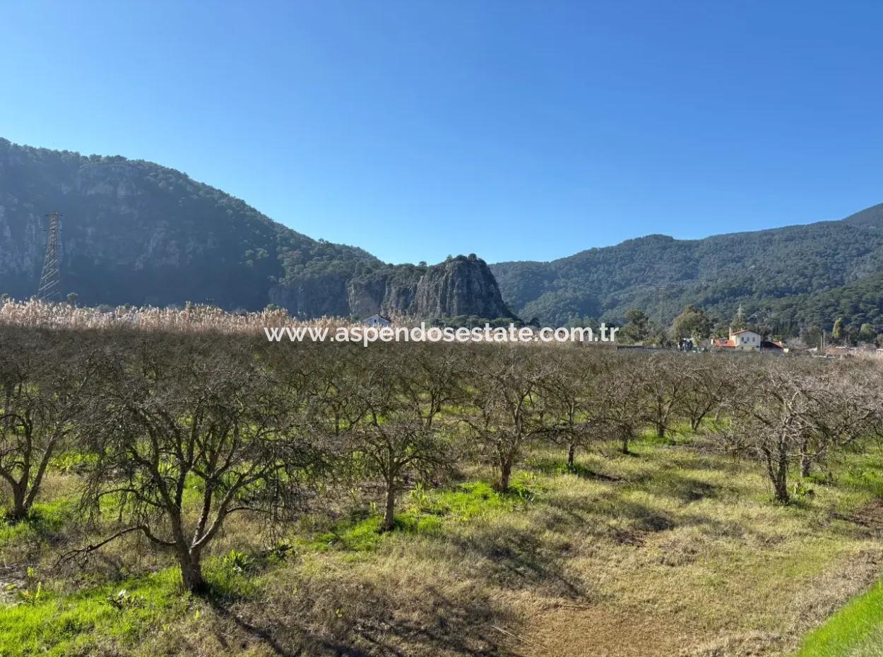 5985M2 5% Zoned Land For Sale In Dalyan As Vineyard Garden